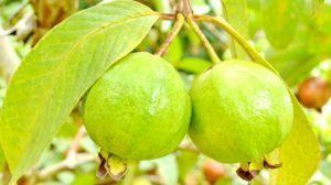 guava-guava-leaves-ayurvedic-treatment-punjab-ayurveda-clinic