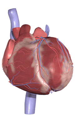 heart-organ-animated-gif-2
