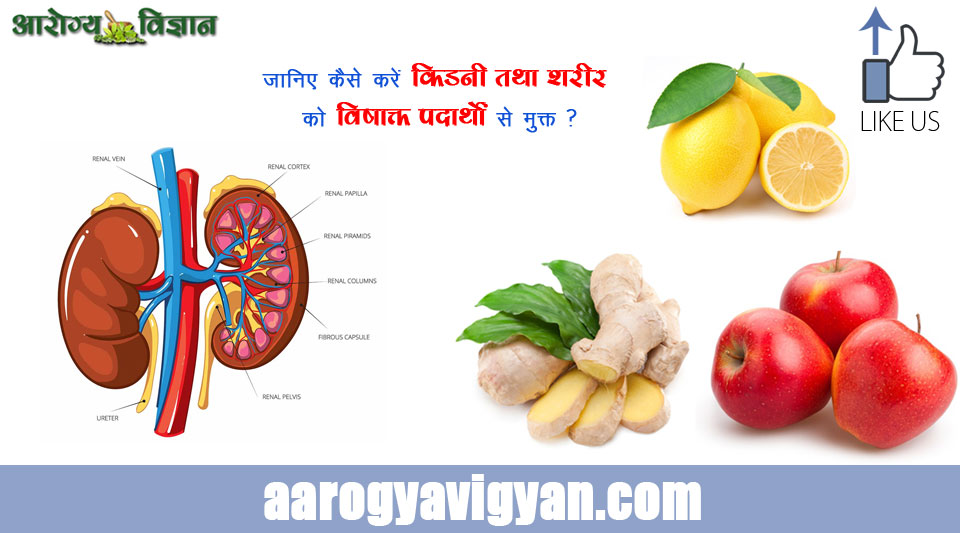 method-of-cleanse-your-kidneys